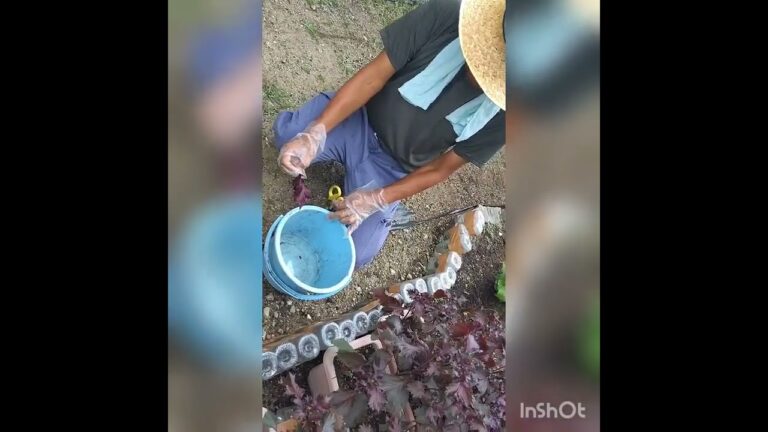 赤紫蘇 ジュース