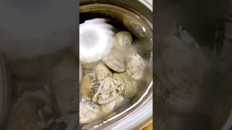 【Daddyが機械で砂抜きやってみた】結果は⁉︎ #おうちごはん #capcut #home_food #あさり #砂抜き