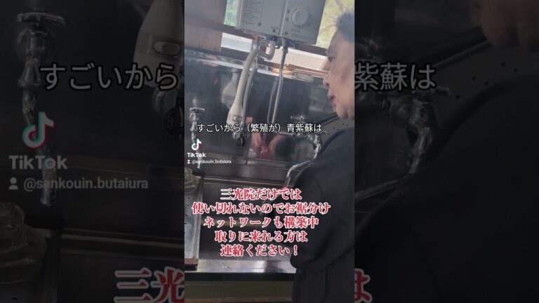 夏を乗り切るのに大活躍だった青紫蘇ジュース　#蓮見香淳