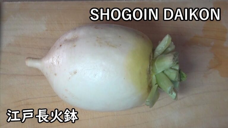 聖護院大根-SHOGOIN DAIKON-【Japanese food 江戸長火鉢】