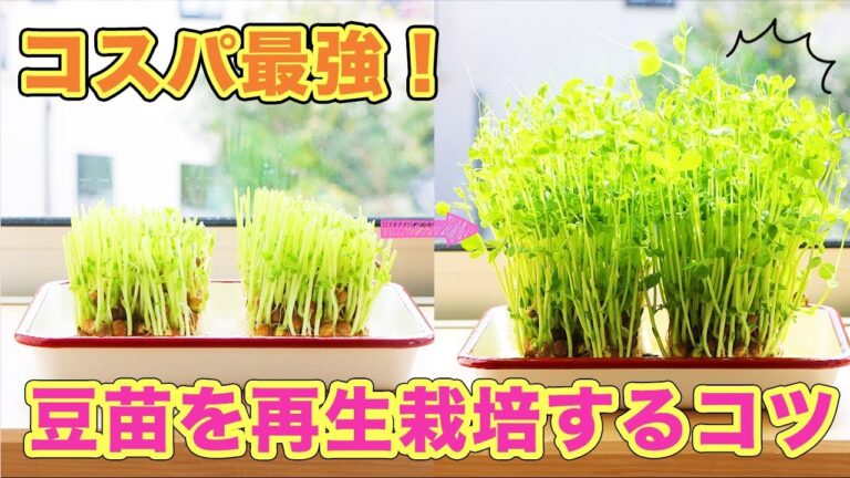 楽しく観察！コスパ最強豆苗を再生栽培するコツ