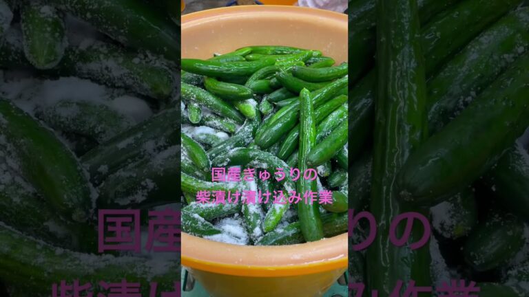 国産きゅうりの柴漬け漬け込み#おすすめ#京漬物#shorts