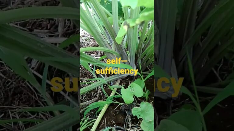 BUR  DOCK    （ゴボウ)    rich in dietary fibers     こぼれ種から発芽し成長