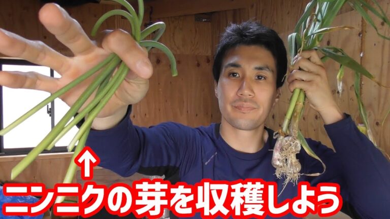 ニンニクを栽培するなら絶対やるべきこと