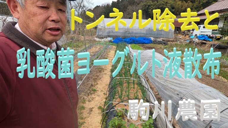 トンネル除去と乳酸菌LB403ヨーグルト液散布　邑南町　駒川農園　22.3.13