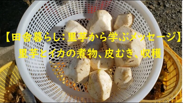 【田舎暮らし：里芋から学ぶメッセージ】里芋とイカの煮物、皮むき、収穫