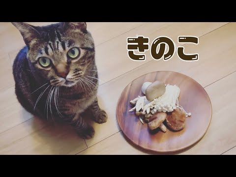 【暮らしvlog】きのこたっぷり和風パスタ / 暖かい秋の日常