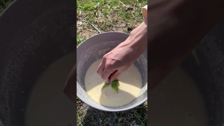 黄猿さんがふきのとうの天ぷらを味わう【春の味覚】