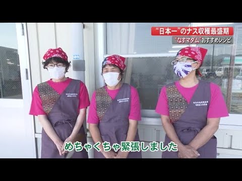 安芸市で“日本一”のナス収穫最盛期　「なすマダム」も登場　【高知】 (20/10/14 19:23)