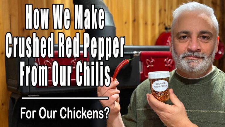 How We Make Crushed Red Pepper From Our Chilis   For Our Chickens