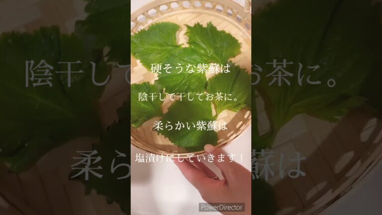 【大量にできた紫蘇の消費方法💖💖】 #オーガニック #美容と健康 #ナチュラルな暮らし #無添加