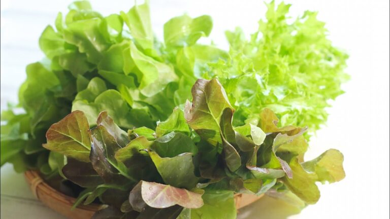 リーフレタス〈野菜の食べ方＆調理方法〉by食育マルシェおうち便