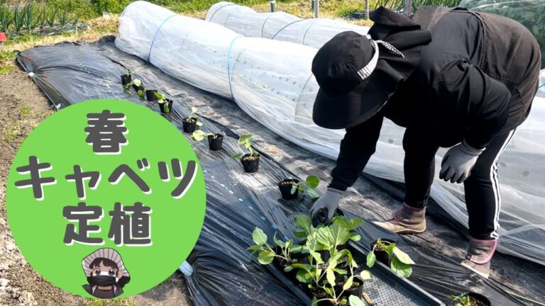 春キャベツ定植しました【キャベツ】【防虫ネット】【ニームオイル】【もみ殻くんたん】【家庭菜園】