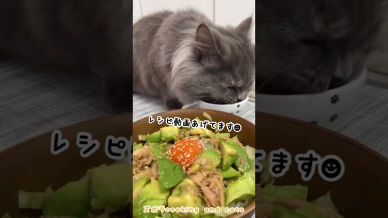 アボカドシーチキン丼with cats #shorts