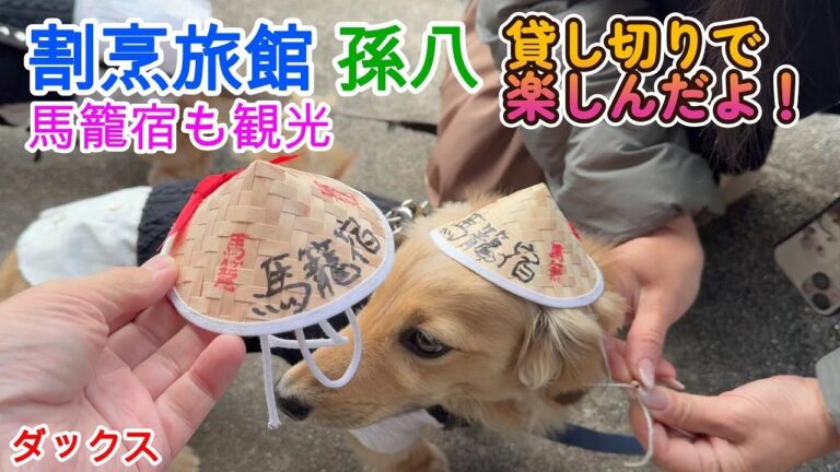 割烹旅館 孫八さんを貸切で楽しんだよ！ 馬籠宿も観光 ミニチュアダックスフンド 多頭飼い ３歳／１歳【ちゃんねるナッツ】vol.241