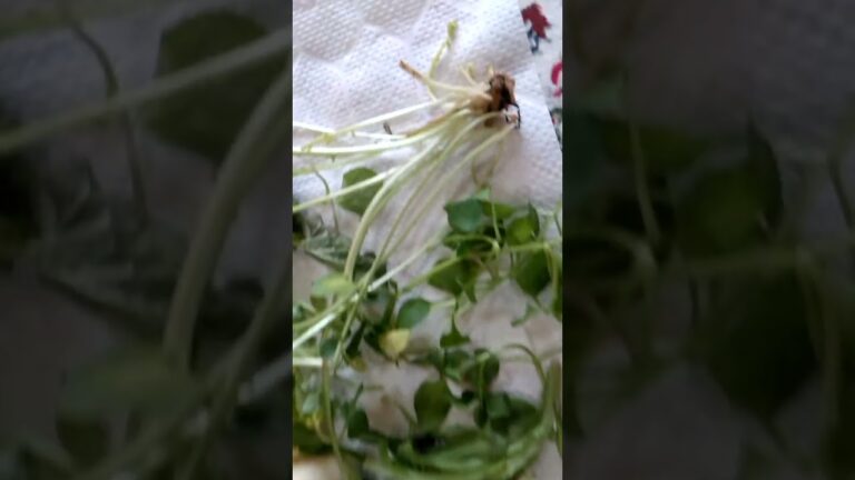 春の七草🌱✨高い～😂七草粥