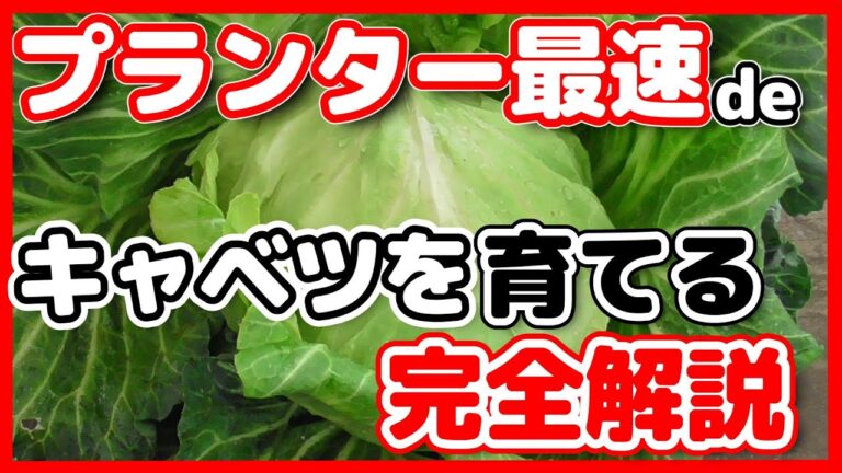 春からキャベツをプランターで育てて初夏に収穫する５ステップ完全解説【ポッドキャスト】