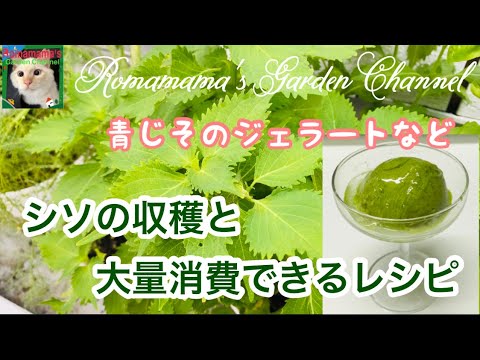 【家庭菜園】青ジソで作るジェラートなど　#シソ料理　＃青しそ