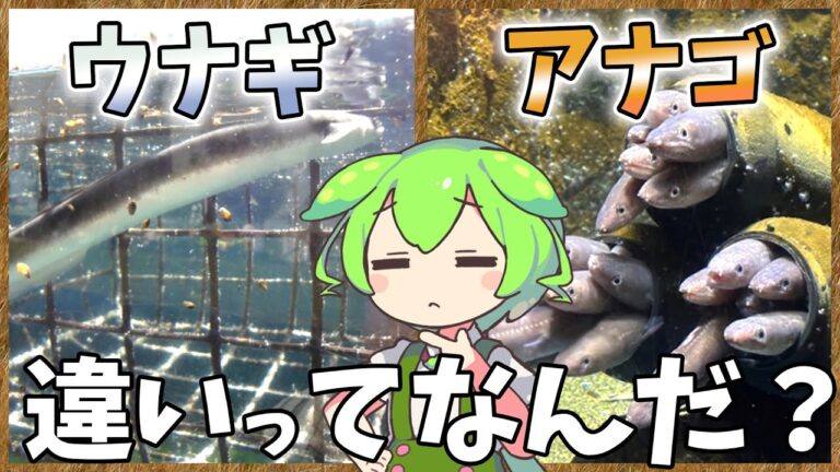 ウナギのヒミツ ウナギとアナゴの違いとは？【ずんだもん解説】