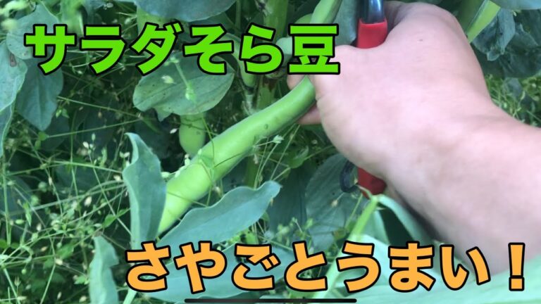 【収穫後料理】ファーベ（サラダそら豆）をさやごと食す！【栄養満点！】