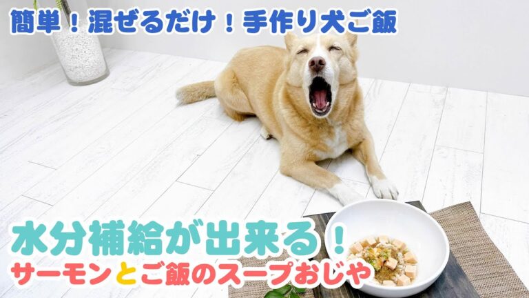 【簡単手作り犬ご飯】水分補給が出来る！サーモンとご飯のスープおじや【帝塚山ハウンドカム】