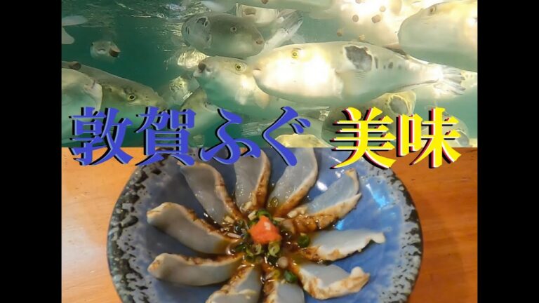 【トラフグ】ブランド魚、敦賀ふぐを知る【養殖最北端】