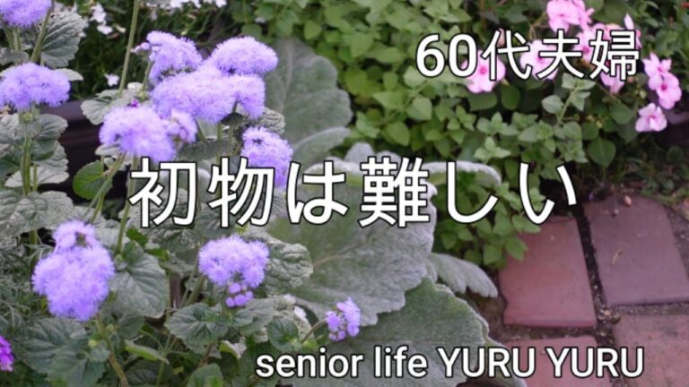 【シニアライフ】男爵いものガレットもどきに初挑戦、娘と大吉、収穫したカシスでジャム作り、アジサイの庭へ