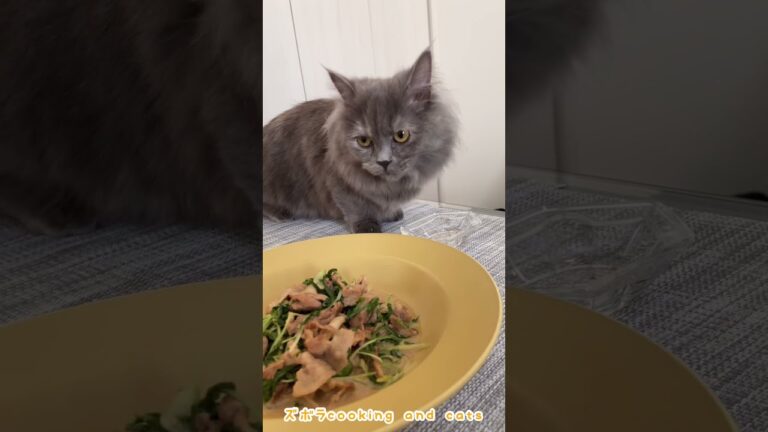 水菜と豚肉のオイマヨ炒めwith cats