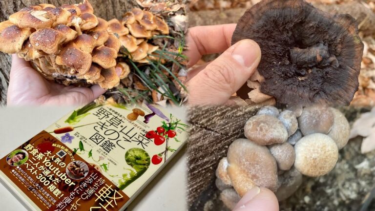 【１月きのこ】チチタケ＋ハツタケ最強つゆ作り・キノコ図鑑の値段