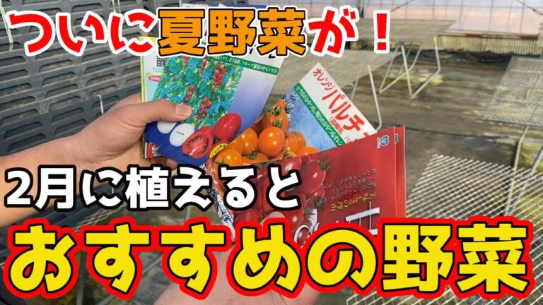 【春夏野菜】2月に植えると最高な野菜を紹介します。【家庭菜園】