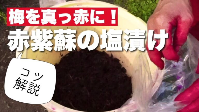 【赤紫蘇】の漬け方のコツとレシピ☆梅漬けや柴漬けを真っ赤に！#梅仕事