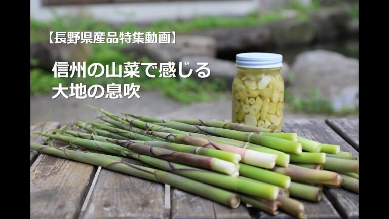 【長野県産品特集動画】信州の山菜で感じる大地の息吹（根曲り竹）