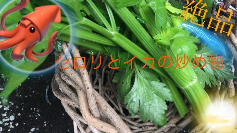 【田舎暮らし】絶品！セロリと烏賊の炒め物