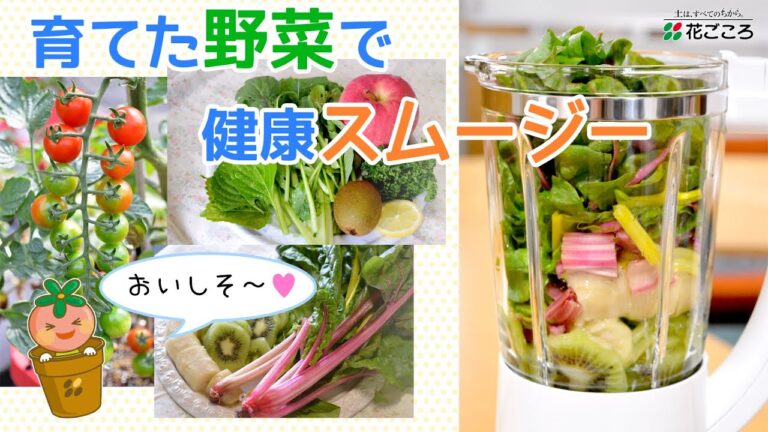 グリーンスムージーを楽しもう♪ 【手作り野菜】