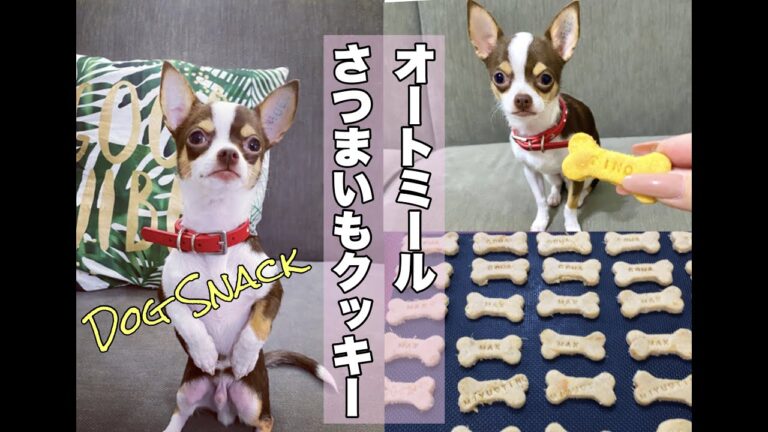 犬用クッキー！子供でも簡単【オートミールさつまいもクッキーの作り方】