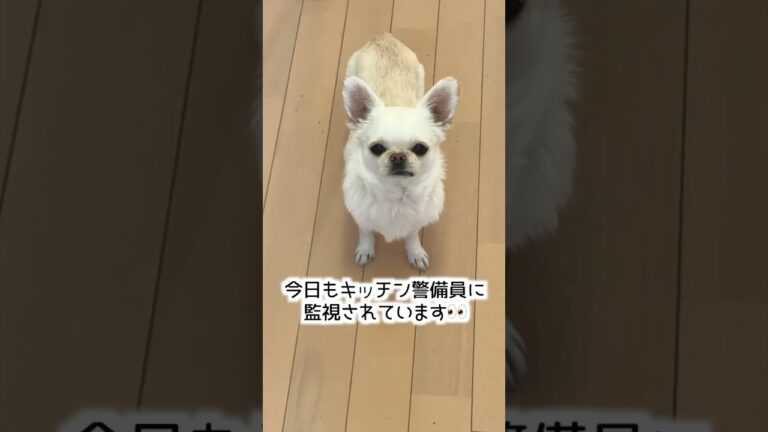 夏にサッパリ♪赤しそジュース