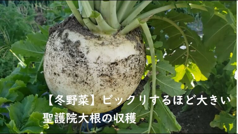 【冬野菜】ビックリするほど大きい聖護院大根の収穫