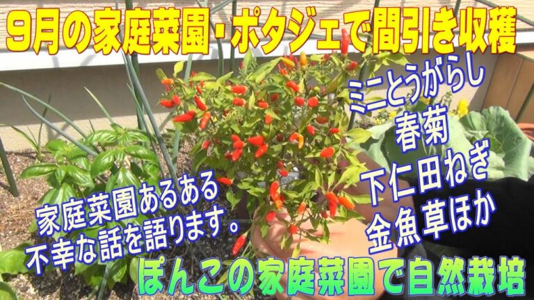 【9月の家庭菜園】ミニとうがらし・春菊・ラディッシュの間引き収穫。自家採種した下仁田ネギの発芽。家庭菜園あるある不幸な話。ぽんこの家庭菜園で自然栽培では無肥料無農薬無堆肥で野菜を育てています。
