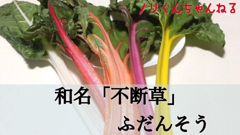 【怪しい野菜食べてみた！】ヤバい色した野菜…スイスチャード。ちょっと色が気になって…