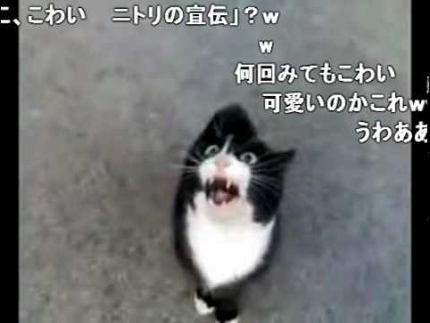 怒ってた猫が急に話しかけて来たけど、ネコ語だからわからない、コメ付