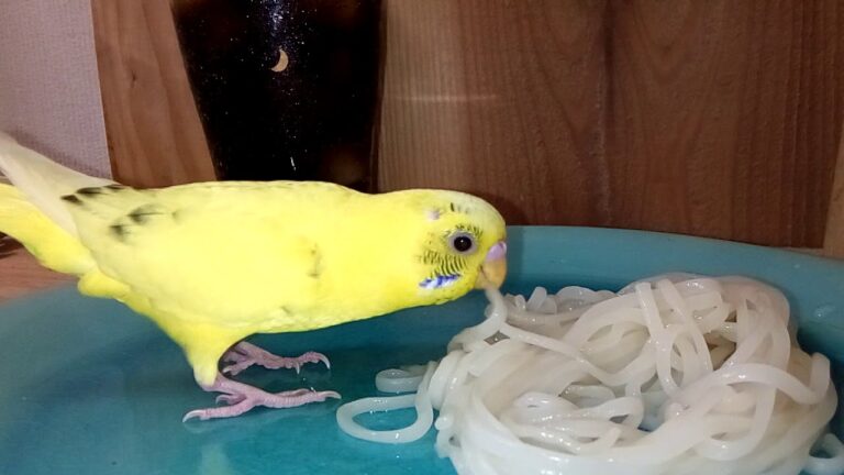【音量注意ズズズ喰い】【リクエストREQUEST】冷たいうどん　COLD UDON
