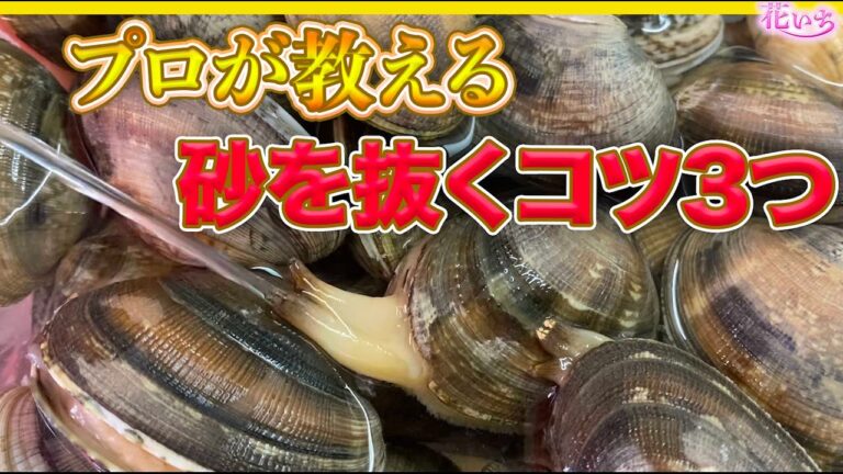 【アサリの砂抜き】プロの料理人が簡単にアサリの砂抜きのコツ教えます！