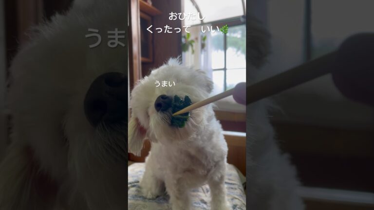 おひたし　うまい　#おれのめし　#おいしい#つるむらさき#ツルムラサキ#田舎犬#いなか#田舎　#犬　#食べる#犬動画 #犬と田舎暮らし #japandog#japanesedog#asmr#田舎暮らし