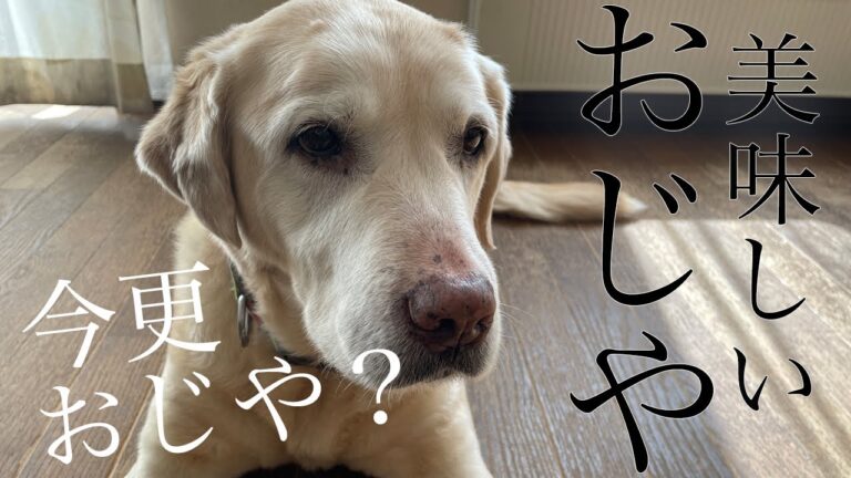 「おいしいおじや」作りました | 犬の手作りごはん