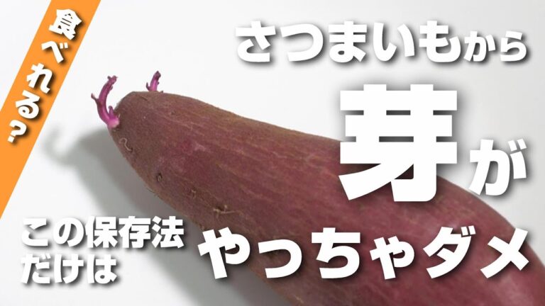 さつまいもから芽が出た！これ食べれるの？この保存方法はやっちゃダメ！