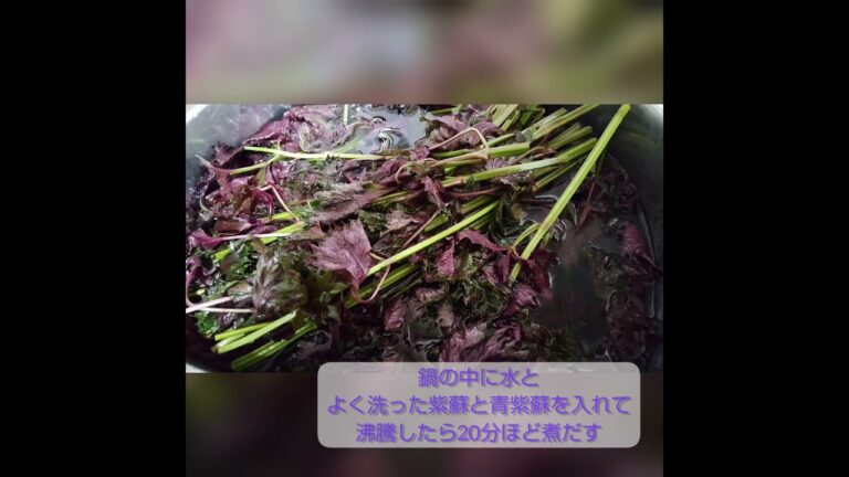 初紫蘇ジュース作り