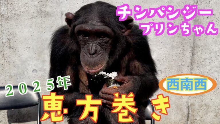 チンパンジーのプリンちゃん【豆まきと恵方巻きにチャレンジ！】Chimpanzee Pan-kun's daughter 激カワアニマル💕モンキーふーちゃん🐒節分を満喫