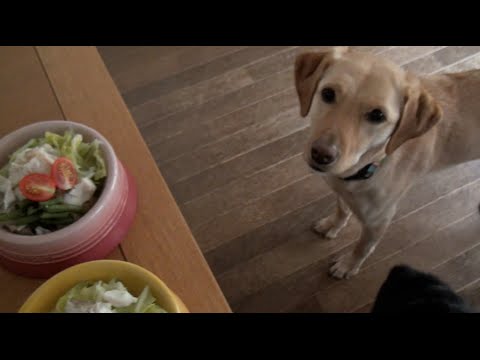 大型犬の手作り食：タラとキャベツの蒸し物ごはん。