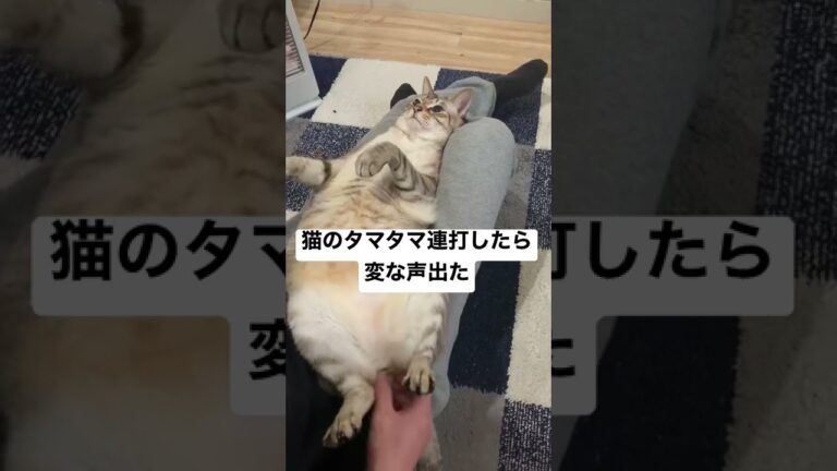 猫のタマタマ連打したら変な声出たw