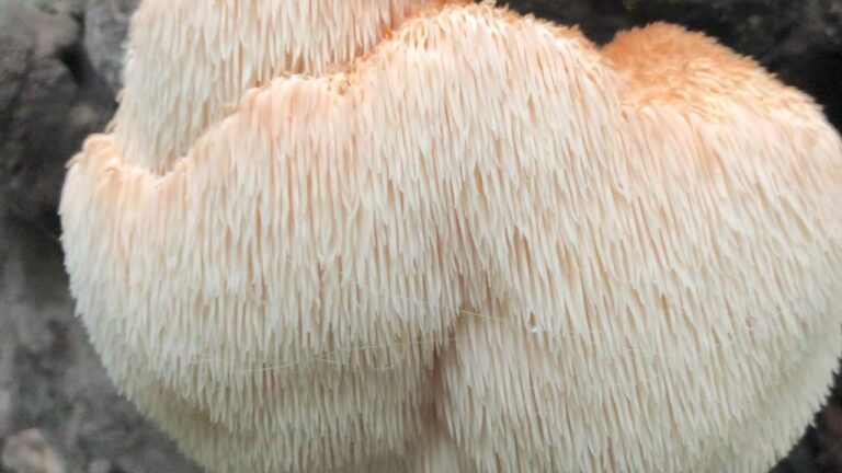 きのこ狩り】ヤマブシタケまとめ